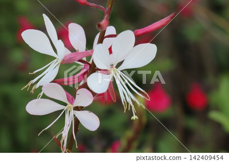 White petals and red buds of the Gaura flower blooming in the spring garden. White petals and red buds of the Gaura flower blooming in the spring garden. 142409454