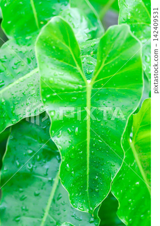 philodendron burle marxii, Philodendron or ARACEAE and rain droplet or dew drop philodendron burle marxii, Philodendron or ARACEAE and rain droplet or dew drop 142409531
