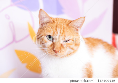 Orange and white cat winking with soft pastel background closeup showing curious expression and relaxed posture, with cat, orange, white, ginger detail, showing feline, pet, portrait, winking context Orange and white cat winking with soft pastel background closeup showing curious expression and relaxed posture, with cat, orange, white, ginger detail, showing feline, pet, portrait, winking context 142409536