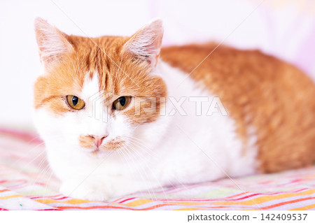 Orange and white domestic cat resting on patterned bedspread with soft natural light, with cat, feline, pet, tabby detail, showing ginger, orange, white, fur context Orange and white domestic cat resting on patterned bedspread with soft natural light, with cat, feline, pet, tabby detail, showing ginger, orange, white, fur context 142409537