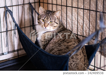 Tabby cat resting in fabric hammock inside metal pet crate with alert amber gaze, striped fur, soft indoor light, cozy bedding, close view framed by bars and warm home comfort Tabby cat resting in fabric hammock inside metal pet crate with alert amber gaze, striped fur, soft indoor light, cozy bedding, close view framed by bars and warm home comfort 142409538