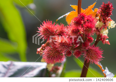 red spiky seed pods and flowers of a castor oil plant red spiky seed pods and flowers of a castor oil plant 142409606