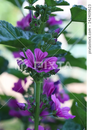 Red-purple mallow flowers blooming in the spring garden Red-purple mallow flowers blooming in the spring garden 142409623