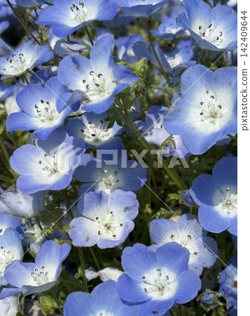 nemophila 圖片 nemophila 圖片 142409644