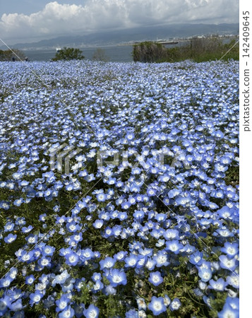nemophila 圖片 nemophila 圖片 142409645