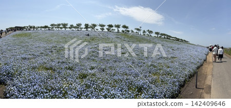 nemophila 圖片 142409646