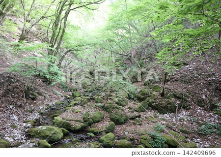Mt. Mt. Rock Garden Mt. Mt. Rock Garden 142409696