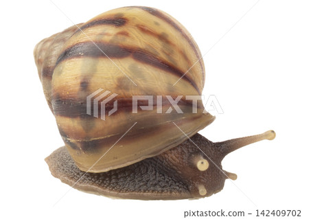 snail isolated on white background snail isolated on white background 142409702