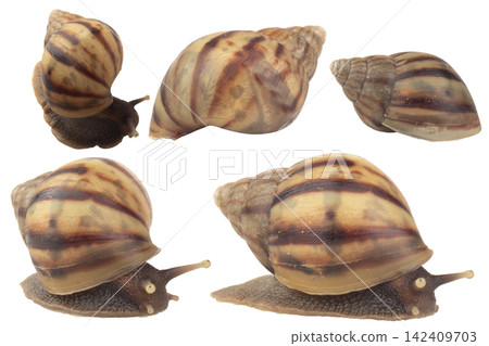snail isolated on white background snail isolated on white background 142409703