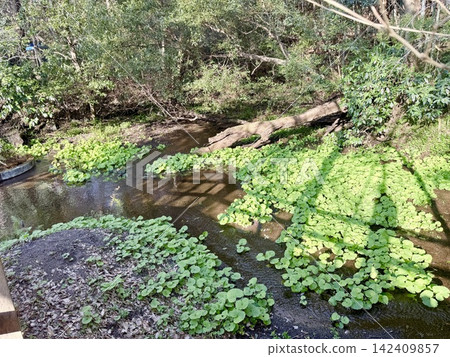 靜岡縣清水町的柿田川泉,是富士山地下水湧出的地方,形成了清澈的溪流和沿岸鬱鬱蔥蔥的綠色植物構成的自然景觀。 靜岡縣清水町的柿田川泉,是富士山地下水湧出的地方,形成了清澈的溪流和沿岸鬱鬱蔥蔥的綠色植物構成的自然景觀。 142409857