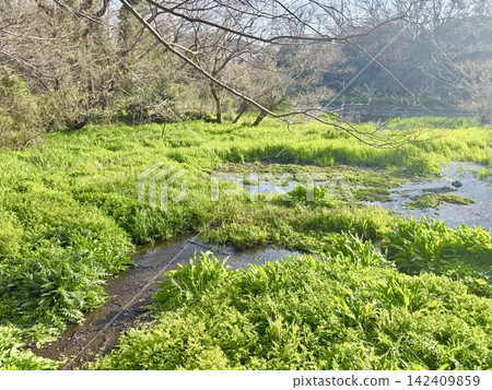 靜岡縣清水町的柿田川泉,是富士山地下水湧出的地方,形成了清澈的溪流和沿岸鬱鬱蔥蔥的綠色植物構成的自然景觀。 靜岡縣清水町的柿田川泉,是富士山地下水湧出的地方,形成了清澈的溪流和沿岸鬱鬱蔥蔥的綠色植物構成的自然景觀。 142409859