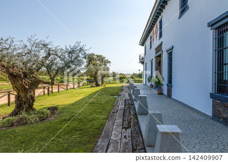 White house facade with olive tree in El Rocio, Almonte, Huelva, Spain. Traditional Andalusian architectural style with green lawn under clear sky. White house facade with olive tree in El Rocio, Almonte, Huelva, Spain. Traditional Andalusian architectural style with green lawn under clear sky. 142409907