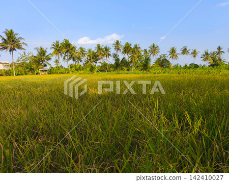 Lush green rice field landscape with paddy crops and tropical trees in Yogyakarta, Indonesia. Lush green rice field landscape with paddy crops and tropical trees in Yogyakarta, Indonesia. 142410027