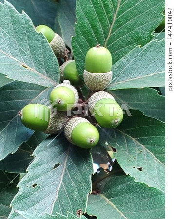 Blue acorn fruit Blue acorn fruit 142410042