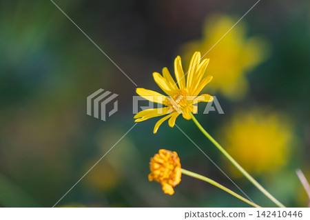 Yellow Euryops daisies illuminated by soft light. Yellow Euryops daisies illuminated by soft light. 142410446