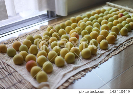 Drying Nanko-ume plums indoors Drying Nanko-ume plums indoors 142410449