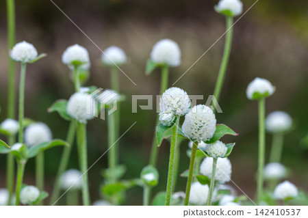 White globe amaranth blooms in a round shape amidst soft quince blossoms. White globe amaranth blooms in a round shape amidst soft quince blossoms. 142410537