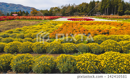 A field of chrysanthemums and kochia flowers. A field of chrysanthemums and kochia flowers. 142410581