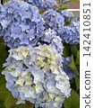Hydrangea blooming in the rainy season 142410851