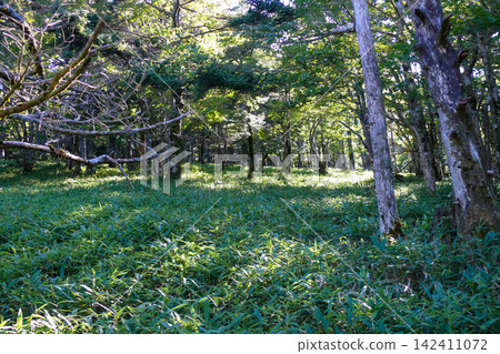 一片竹林草地和一片沐浴在斑駁陽光下的原始森林。 一片竹林草地和一片沐浴在斑駁陽光下的原始森林。 142411072