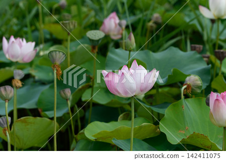 Pink lotus flowers blooming gracefully amidst green leaves. Pink lotus flowers blooming gracefully amidst green leaves. 142411075