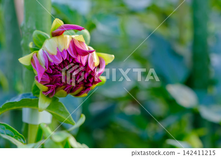 A plump pink dahlia bud against a soft green background. A plump pink dahlia bud against a soft green background. 142411215