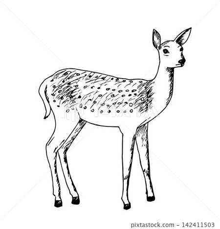 Hand ink drawing of a young dappled deer isolated on a white background. Fawn, forest animal, vector illustration. Hand ink drawing of a young dappled deer isolated on a white background. Fawn, forest animal, vector illustration. 142411503