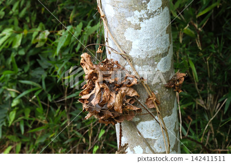 Many fallen leaves, entangled in spiderwebs, have formed a ball-like shape. Many fallen leaves, entangled in spiderwebs, have formed a ball-like shape. 142411511