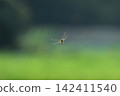 一隻蜻蜓追逐一隻昆蟲 142411540