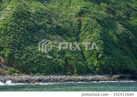 Dense green vegetation covers steep coastal hillside above rocky shore in Avacha Bay, Kamchatka, Russia. Wilderness, ecology, natural landscape, remote travel, conservation Dense green vegetation covers steep coastal hillside above rocky shore in Avacha Bay, Kamchatka, Russia. Wilderness, ecology, natural landscape, remote travel, conservation 142411684