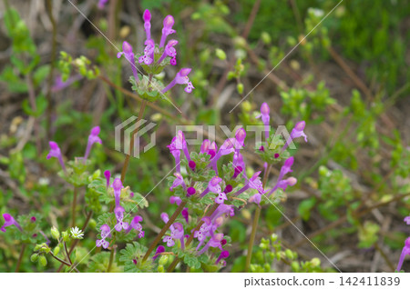 Lamium amplexicaule blooming on the riverbank in spring Lamium amplexicaule blooming on the riverbank in spring 142411839