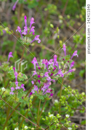 春天,河岸邊盛開著抱莖野芝麻(Lamium amplexicaule)。 春天,河岸邊盛開著抱莖野芝麻(Lamium amplexicaule)。 142411840