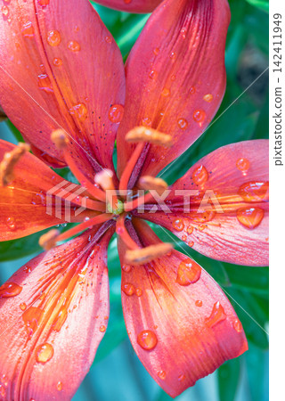 Water droplets on the vibrant red petals of blooming Lilium philadelphicum. Water droplets on the vibrant red petals of blooming Lilium philadelphicum. 142411949