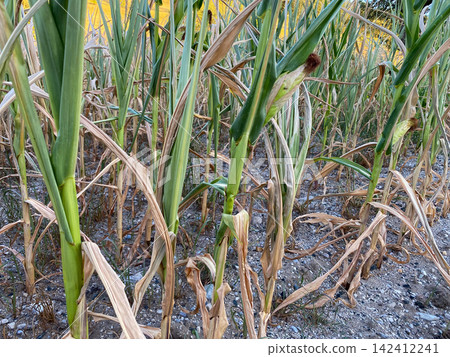 Dry corn stalk leaves in a drought-affected agricultural field Dry corn stalk leaves in a drought-affected agricultural field 142412241