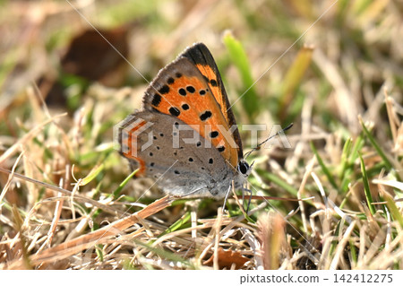 Small Copper Common Copper Small Copper Common Copper 142412275