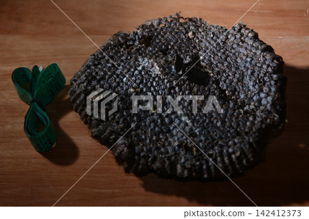 Large dark hornet nest with intricate hexagonal cells placed on a wooden Large dark hornet nest with intricate hexagonal cells placed on a wooden 142412373