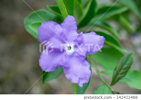 盛開的鮮花 盛開的鮮花 142412466