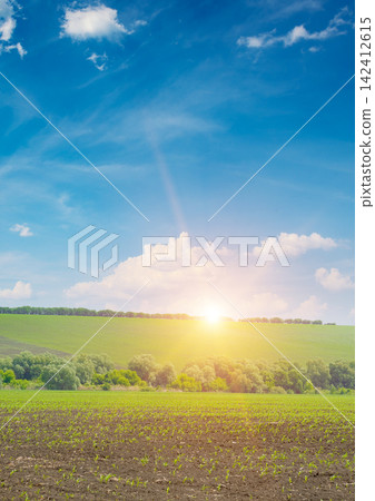 Tranquil nature vista of corn sprouts field dark soil green vegetation background rolling hill dramatic golden dawn rays blue sky white clouds ideal extensive copy space Tranquil nature vista of corn sprouts field dark soil green vegetation background rolling hill dramatic golden dawn rays blue sky white clouds ideal extensive copy space 142412615