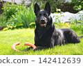 Black German Shepherd on a green lawn 142412639