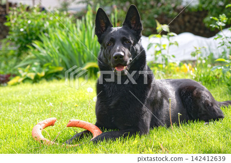 Black German Shepherd on a green lawn 142412639