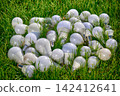 LED lamp bulb on green background 142412641