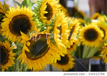 Large yellow sunflowers arranged together in seasonal display Large yellow sunflowers arranged together in seasonal display 142412799