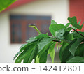 Vibrant green snake crawls carefully amidst lush tree leaves near residential house backyard building, creating potentially hazardous urban wildlife encounter situation. 142412801