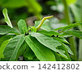 Slender golden tree snake extends its patterned neck above fresh green foliage inside tropical garden, exhibiting natural wildlife predator camouflage behavior 142412802