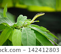 Slender golden tree snake extends its patterned neck above fresh green foliage inside tropical garden, exhibiting natural wildlife predator camouflage behavior 142412803