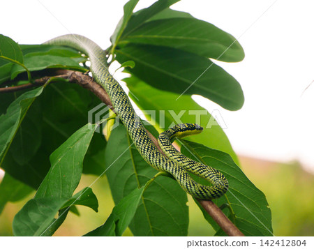 Long patterned serpent slithers gracefully across wooden branch among green tree leaves, showcasing authentic tropical wildlife creature in its natural habitat 142412804