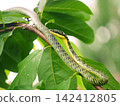 Long patterned serpent slithers gracefully across wooden branch among green tree leaves, showcasing authentic tropical wildlife creature in its natural habitat 142412805