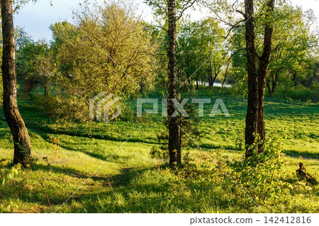 Golden hour light spills over a tranquil spring meadow framed by striking birch trees. Lush vibrant nature scene with a distant river Golden hour light spills over a tranquil spring meadow framed by striking birch trees. Lush vibrant nature scene with a distant river 142412816