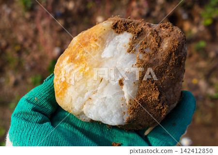Raw semi-transparent vein quartz specimen featuring natural iron oxide staining held in a gloved hand, showcasing geological treasure and crystal structure against an outdoor background Raw semi-transparent vein quartz specimen featuring natural iron oxide staining held in a gloved hand, showcasing geological treasure and crystal structure against an outdoor background 142412850