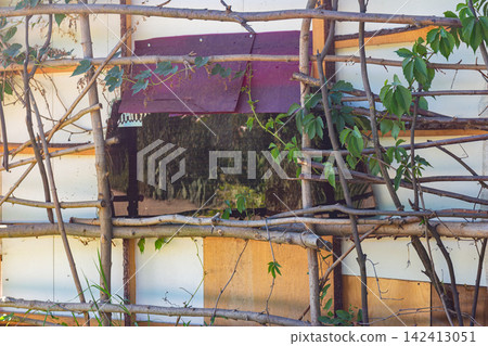 Rustic barn wall featuring a handcrafted wooden pole trellis supporting creeping Virginia creeper vines, rural backyard architecture with natural climbing plants and textured shed exterior Rustic barn wall featuring a handcrafted wooden pole trellis supporting creeping Virginia creeper vines, rural backyard architecture with natural climbing plants and textured shed exterior 142413051